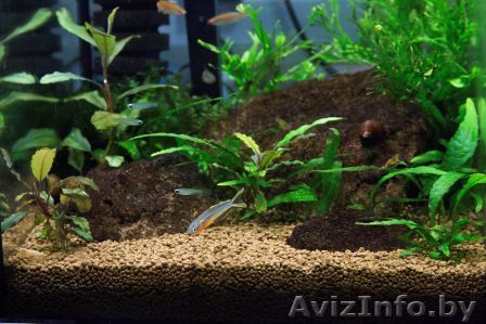 Декоративная рыба со скидкой 30% по воскресеньям - Изображение #1, Объявление #1556089