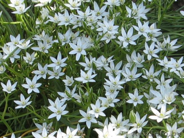 Садовое растение - Изображение #1, Объявление #1557026