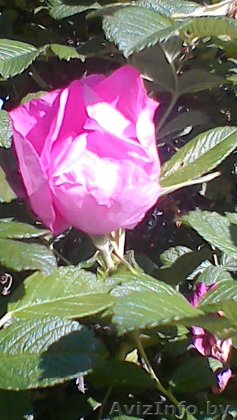 Шиповник с собственного сада - Изображение #1, Объявление #1557037