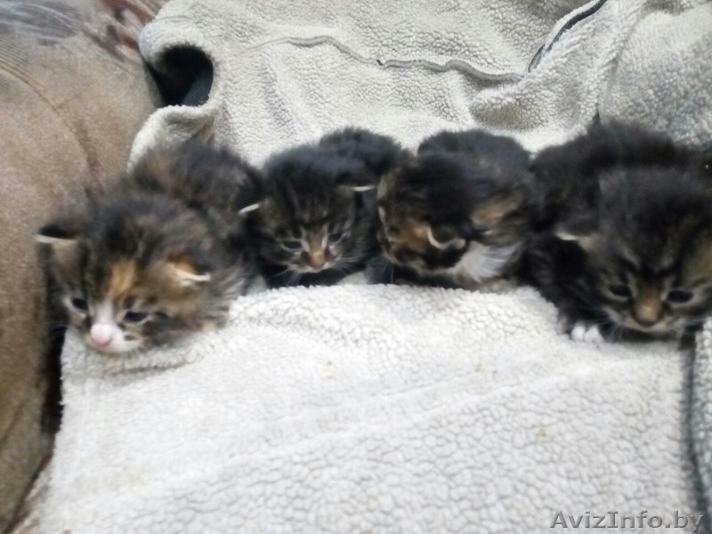 4 милых пушистика ищут хозяев! - Изображение #1, Объявление #1555468