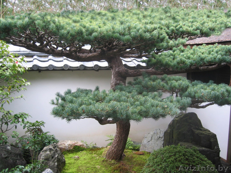 Ниваки -необычная сосна на вашем  участке! - Изображение #1, Объявление #1558354