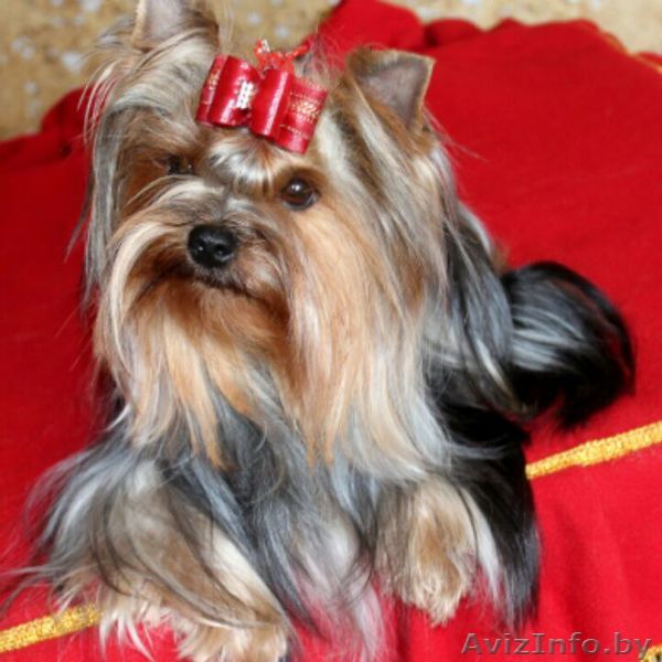 Стрижка собак мелких и средних пород и стрижка кошек в городе Минске - Изображение #1, Объявление #1561404