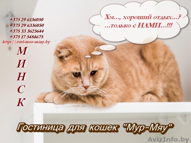 Гостиница для кошек "Мур-Мяу" - Изображение #1, Объявление #1519867