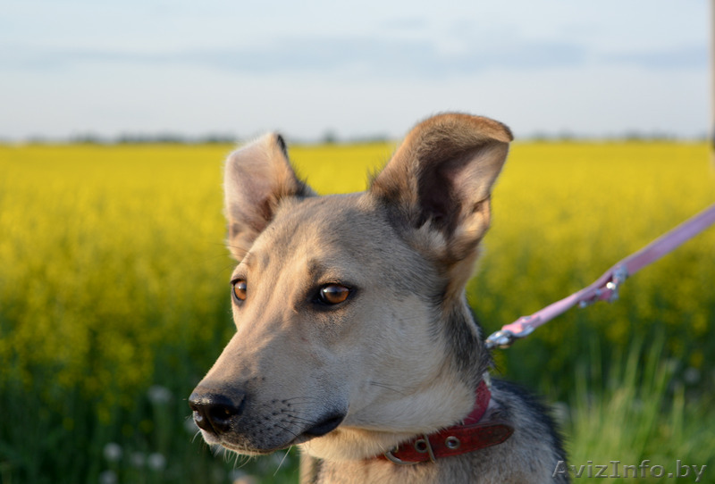 Малышка Эля ищет дом - Изображение #1, Объявление #1559540