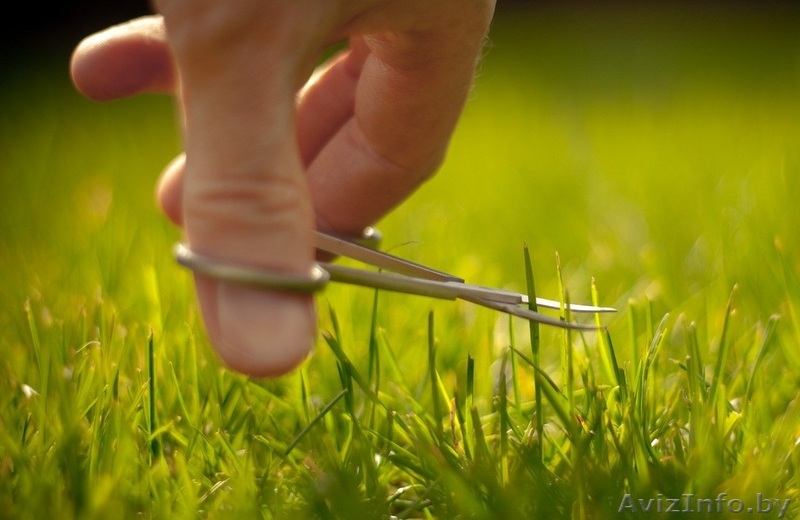 Уход за газоном - Изображение #1, Объявление #1566308