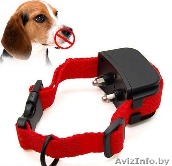 Электроошейник антилай для собак прокат, аренда - Изображение #1, Объявление #1565992