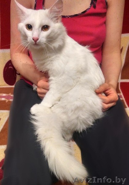 Белый кот в добрые руки  - Изображение #1, Объявление #1573561