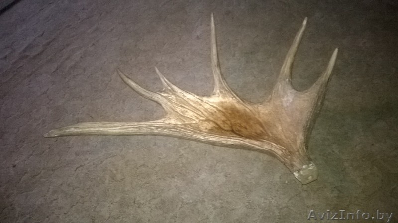 Рога Олень Лось - Изображение #1, Объявление #1571124