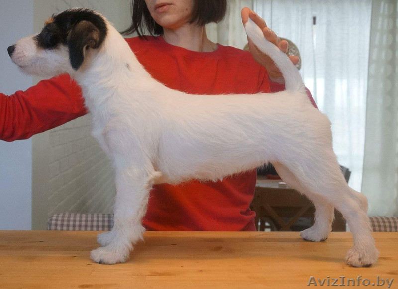 Продам Джек рассел терьера - Изображение #1, Объявление #1579772