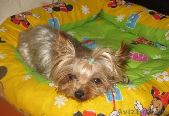 Подрощенный мини мальчик Йоркширского терьера - Изображение #1, Объявление #1580751