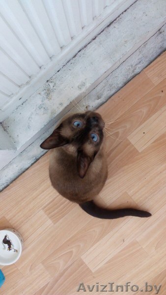 SOS!КОТ НА ПЕРЕДЕЖРКУ! - Изображение #1, Объявление #1577500