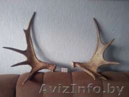 Куплю рога лося в Минске в любом состоянии. Звоните - Изображение #1, Объявление #1583490