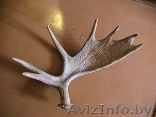 Куплю рога лося, оленя, сайгака в любом состоянии. Минск - Изображение #1, Объявление #1583502