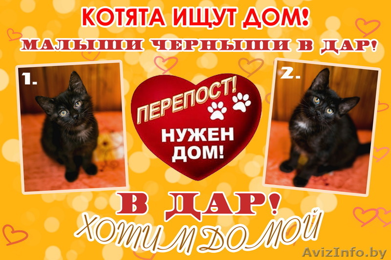 Котята ищут дом! В ДАР! СРОЧНО НУЖЕН ДОМ! - Изображение #1, Объявление #1580058
