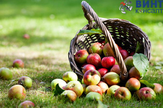 Бизнес-идея "Яблочный сад" - Изображение #1, Объявление #1586317