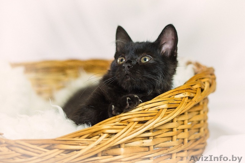 Котенко в дар - Изображение #1, Объявление #1590728