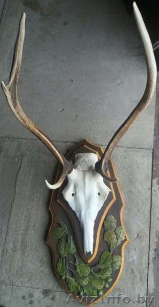 Рога оленя на медальоне продаю со скидкой до НГ. Звоните - Изображение #1, Объявление #1600095
