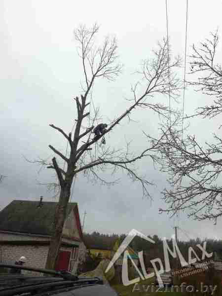 Спилим аварийное дерево - Изображение #1, Объявление #1603520