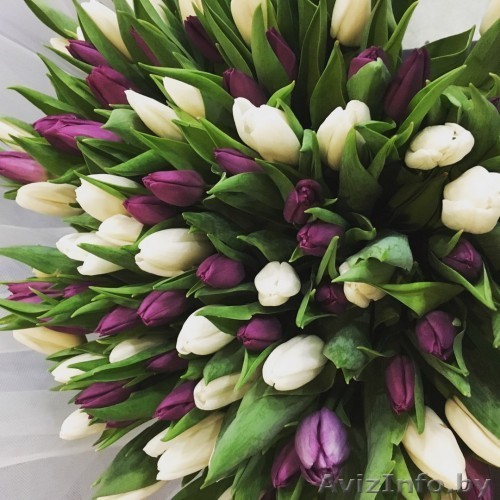 ДЕШЕВО В ОПТ ТЮЛЬПАНЫ - Изображение #1, Объявление #1607456