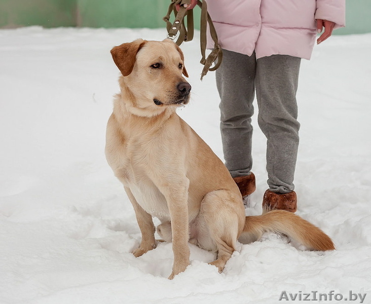Кобель лабрадора в дар ответственным людям - Изображение #1, Объявление #1607279
