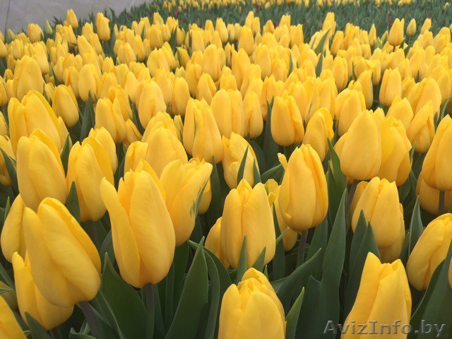 Продажа тюльпанов к 8 марта! - Изображение #1, Объявление #1605259