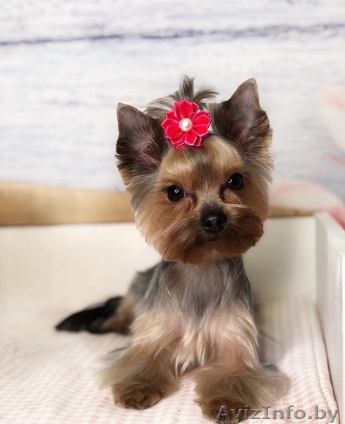 Недорогой груминг в Минске - Изображение #1, Объявление #1610594