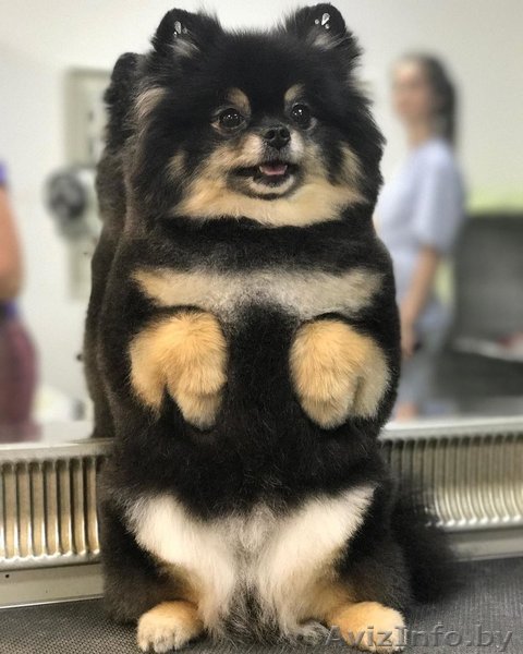 Стрижка собак и кошек. Грумер с выездом на дом - Изображение #1, Объявление #1610595