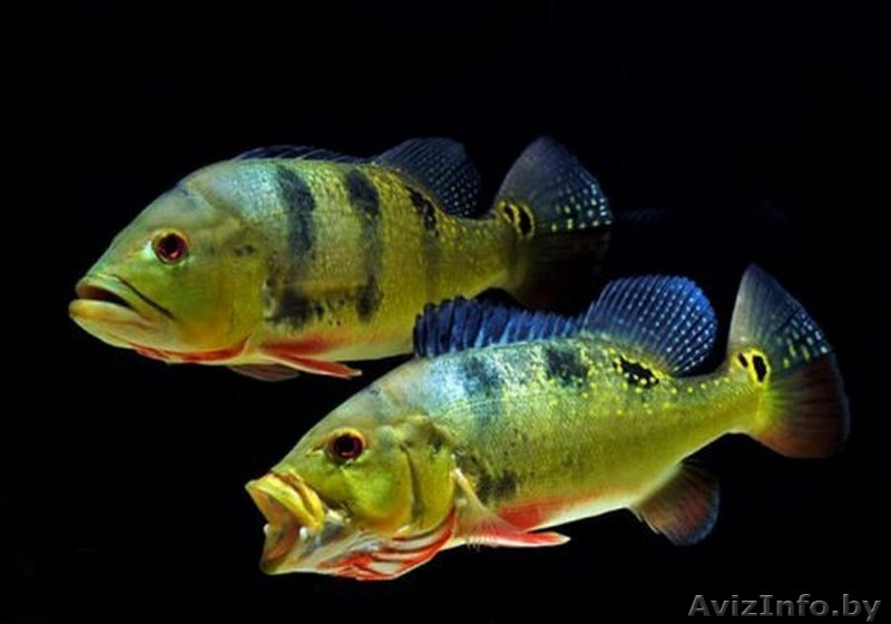 Цихла оцеллярис (Cichla ocellaris)  - Изображение #1, Объявление #1612885