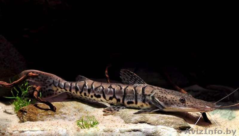 Псевдоплатистома (Phseudoplatystoma faciatium) - Изображение #1, Объявление #1612761