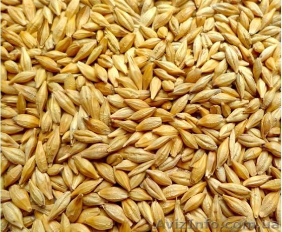 Ячмень опт фуражный покупаем  - Изображение #1, Объявление #1610704