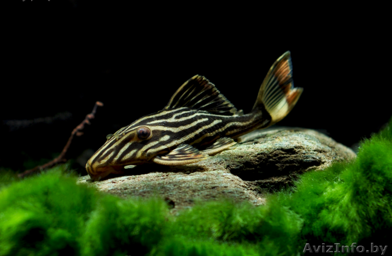 Панак Армбрустера, L027 (Panaque armbrusteri, L027)  - Изображение #1, Объявление #1612760