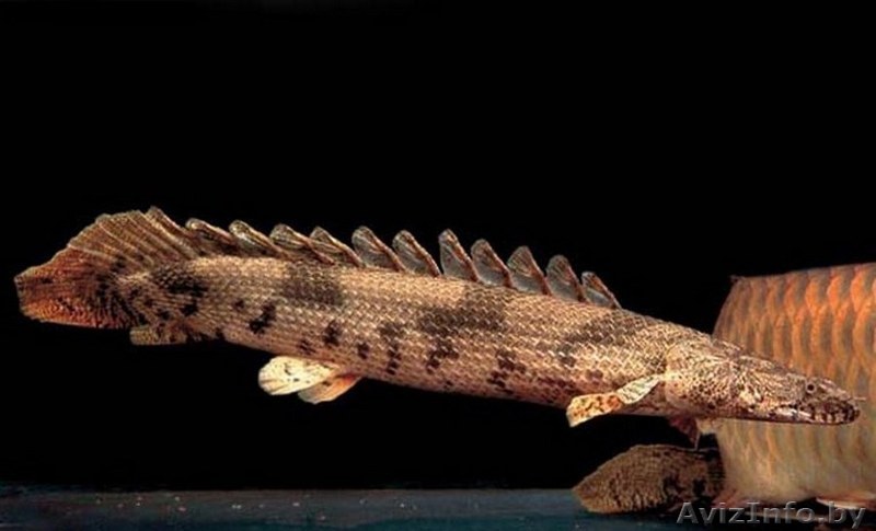 Полиптерус Эндлихера или бишир  - Изображение #1, Объявление #1612882