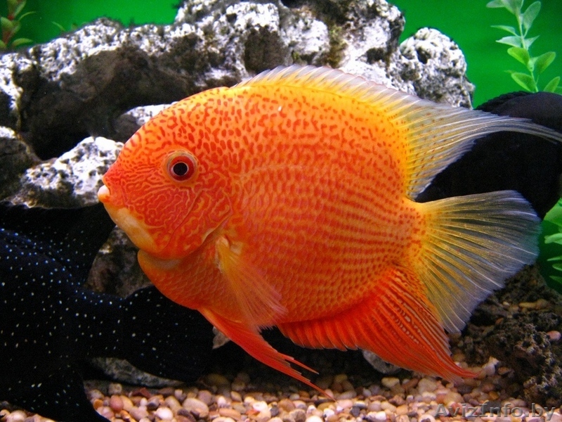 Цихлазома северум - Изображение #1, Объявление #1612758