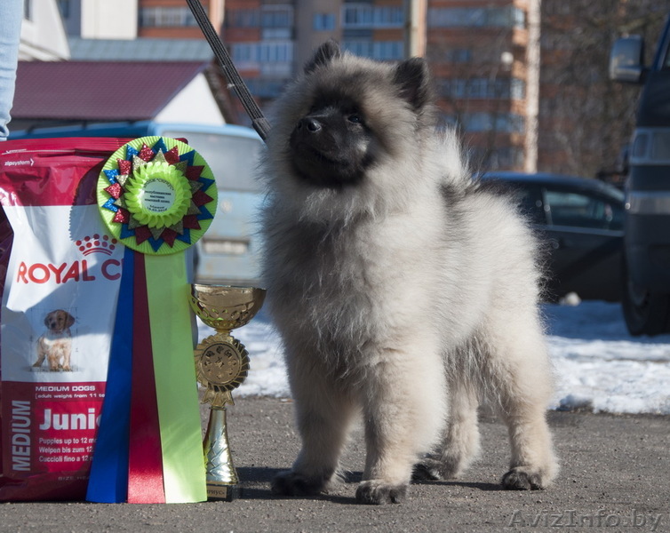Кеесхонд (вольфшпиц) щенок - Изображение #1, Объявление #1615150