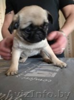Щенки мопса - Изображение #1, Объявление #1614019