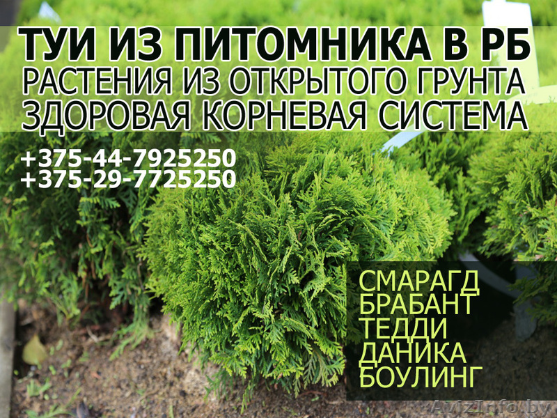 Туя Даника из питомника в РБ - Изображение #1, Объявление #1615745