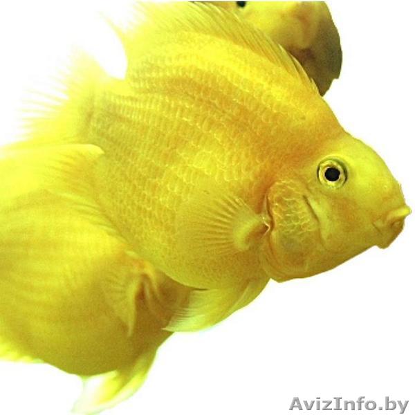 Попугай Желтый (Yellow Parrot Cichlid) - Изображение #1, Объявление #1613492
