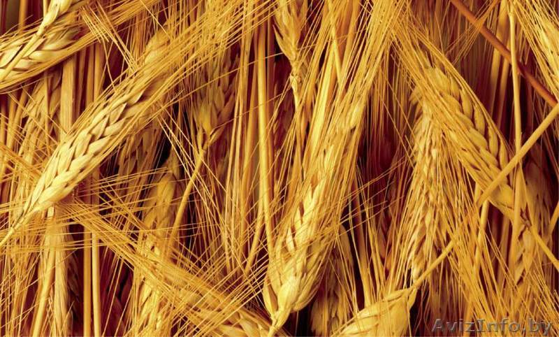 Ячмень фуражный опт - Изображение #1, Объявление #1618546