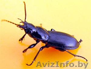 Избавление от жука-короеда холодным туманом. - Изображение #1, Объявление #1619290