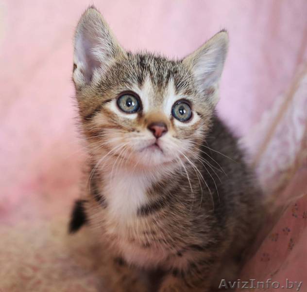 Котенок девочка в поисках хозяина - Изображение #1, Объявление #1620311