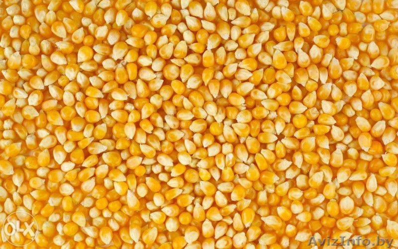 Кукуруза фуражная опт - Изображение #1, Объявление #1618545