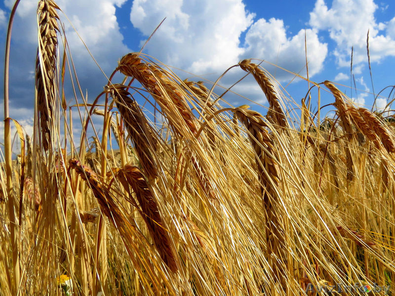 Рожь фуражная опт - Изображение #1, Объявление #1618542