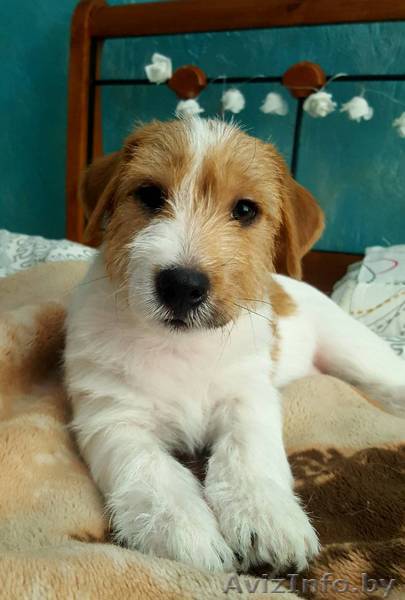  Продается очень красивый мальчик Джек-Рассел терьера 30.01.2018. Не д - Изображение #1, Объявление #1611331