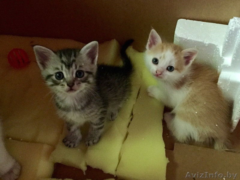 Маленькие пушистики ищут дом! - Изображение #1, Объявление #1625024