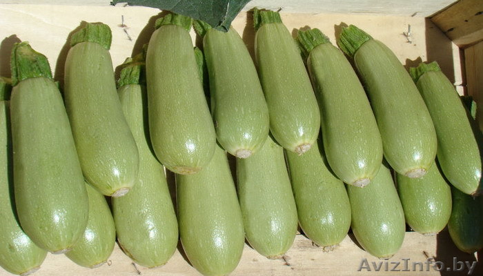 Кабачок - Изображение #1, Объявление #1626104