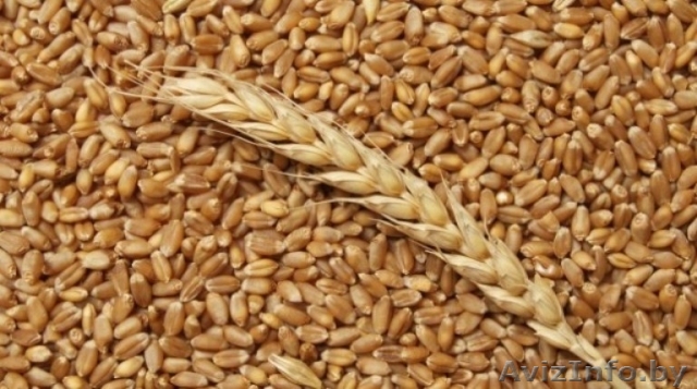 Пшеница продовольственная 4 класса - Изображение #1, Объявление #1628223