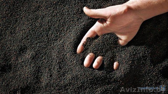Семена рапса "Ориолус", "Мерседес" - Изображение #1, Объявление #1628236