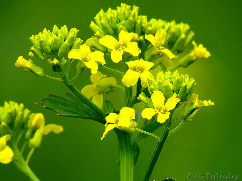 Продаю оптом сурепицу - Изображение #1, Объявление #1554531