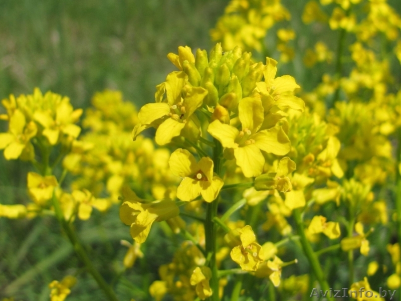 Сурепица опт - Изображение #1, Объявление #1625950