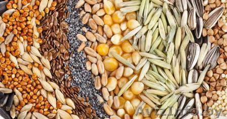 Куплю зерно, семена, кормовые добавки - Изображение #1, Объявление #1628256